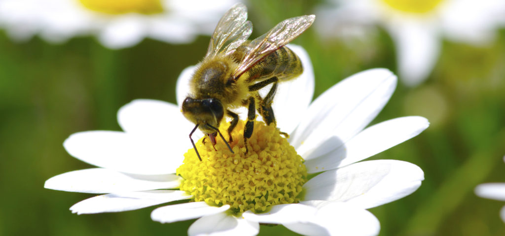 Bee_Flower_Pollen_hero
