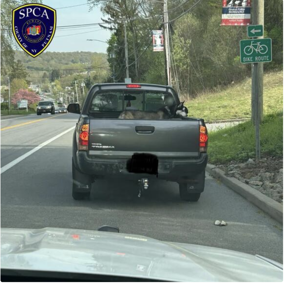 Dog Found Tied in Pickup Truck Bed Sparks SPCA Traffic