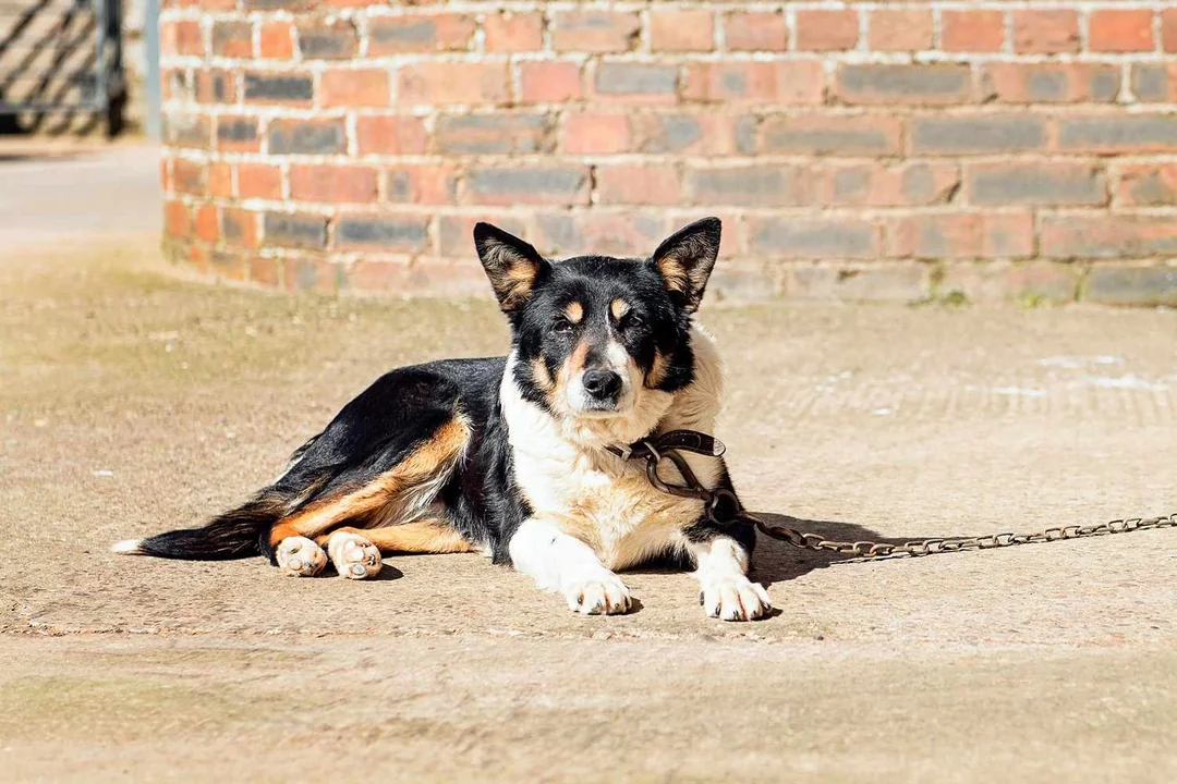 Is It Illegal to Leave Your Pet Chained Outside in Texas