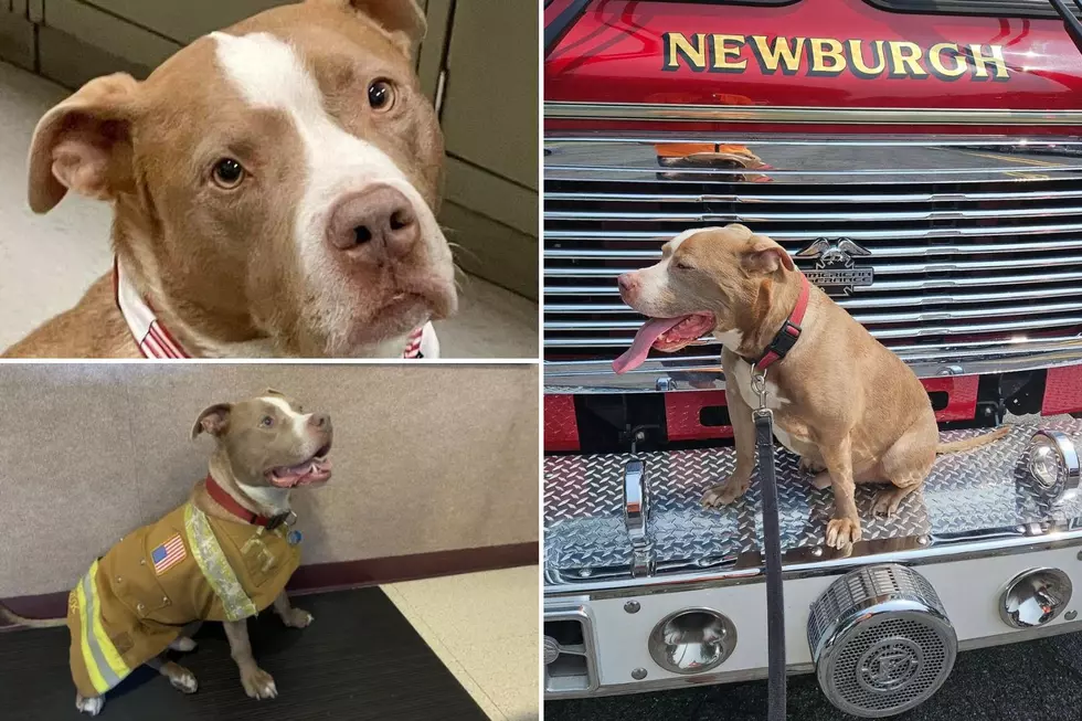 Newburgh Mourns the Loss of Beloved Community Member, Nick the Fire Dog