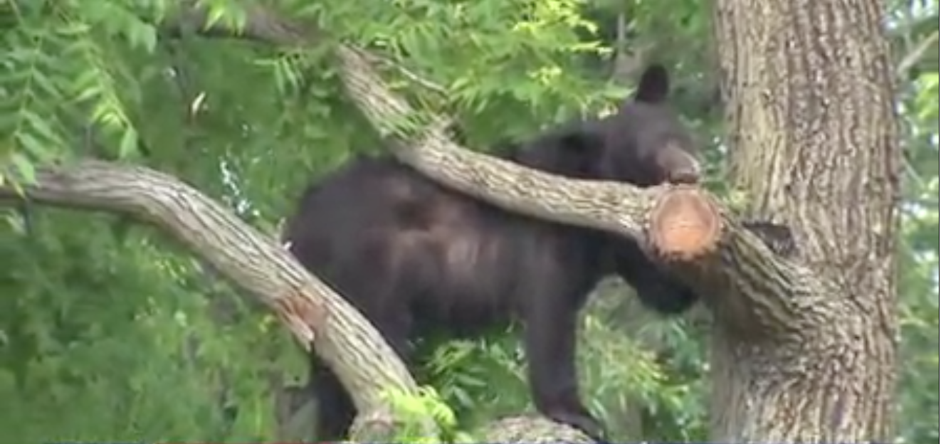 Be 'Bear Aware': Officials Warn of Rising Bear Sightings Across the DMV