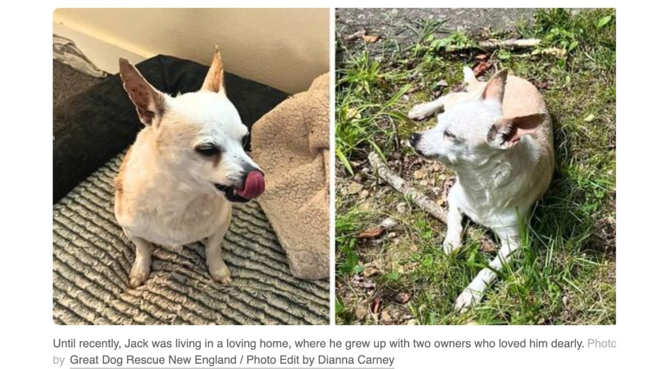 Abandoned by Fate Chihuahua Loses Both Owners in Heartbreaking Turn, Needs a Hero (1)