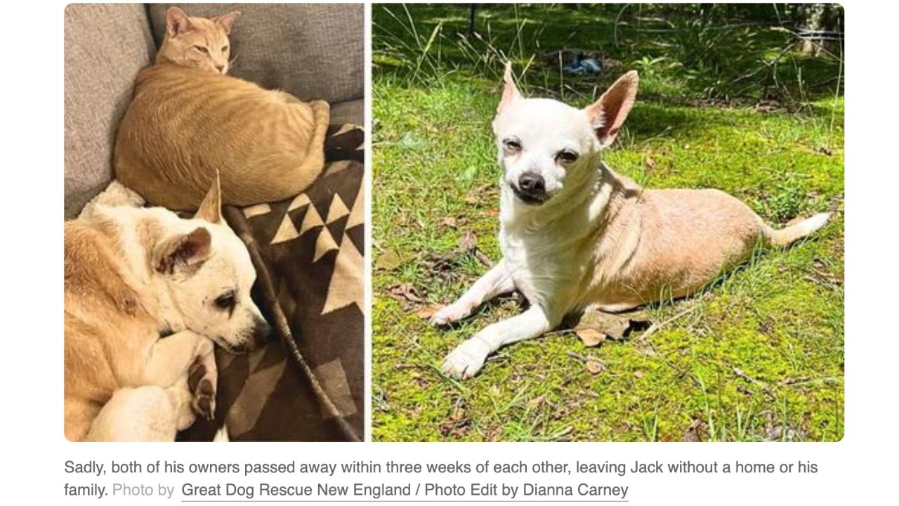 Abandoned by Fate Chihuahua Loses Both Owners in Heartbreaking Turn, Needs a Hero (2)