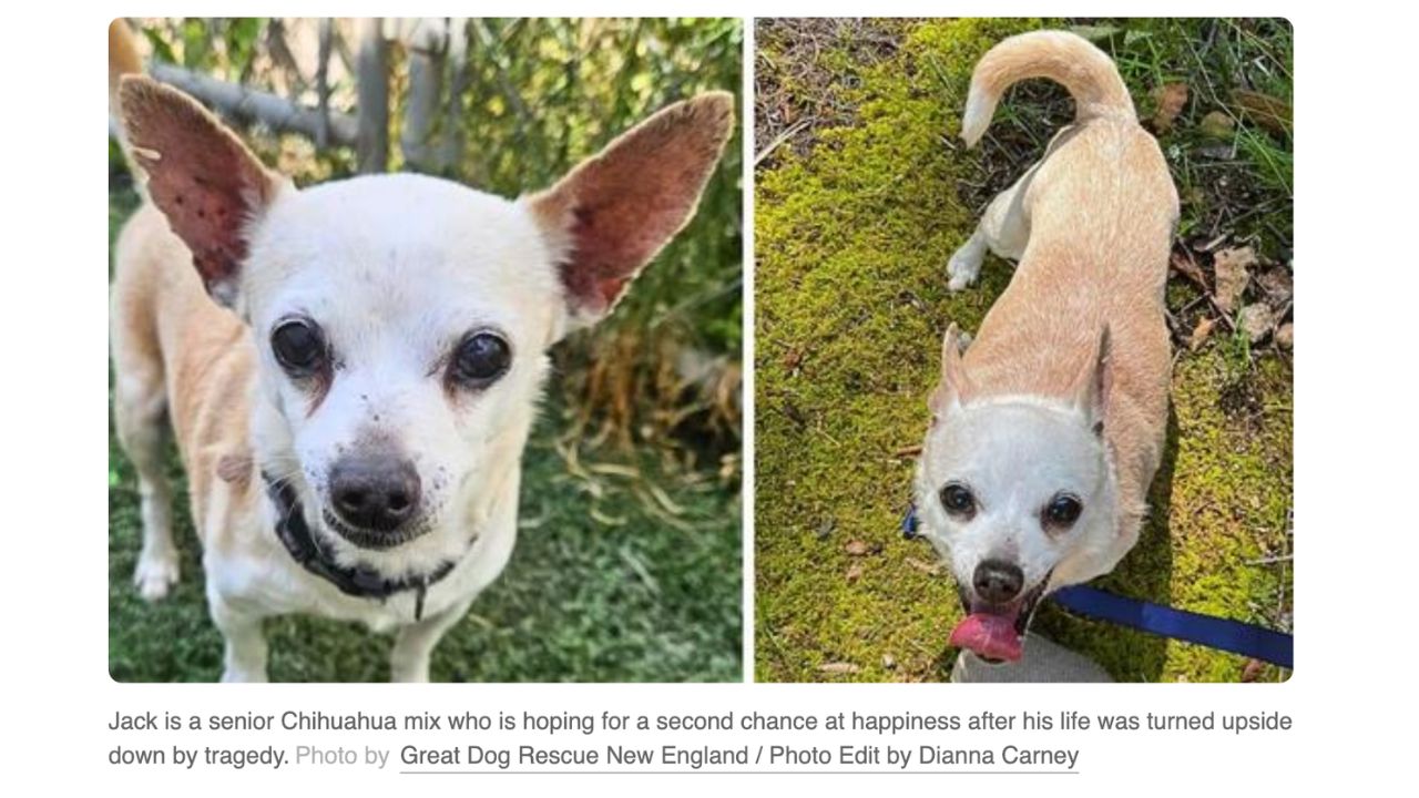 Abandoned by Fate: Chihuahua Loses Both Owners in Heartbreaking Turn, Needs a Hero