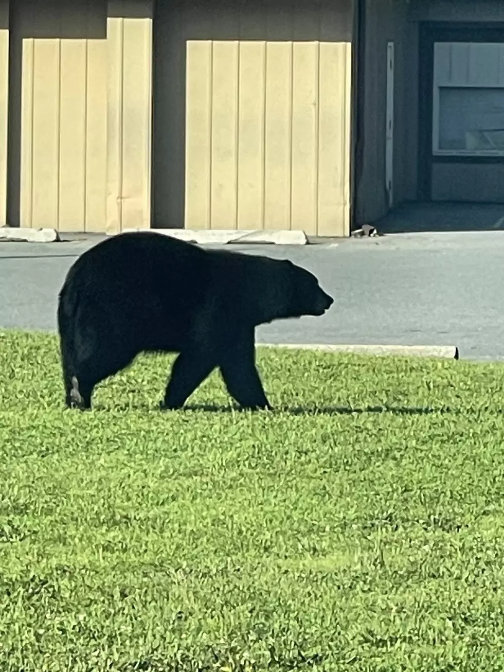 Big Bear Caught Roaming at Beloved Hudson Valley Bakery