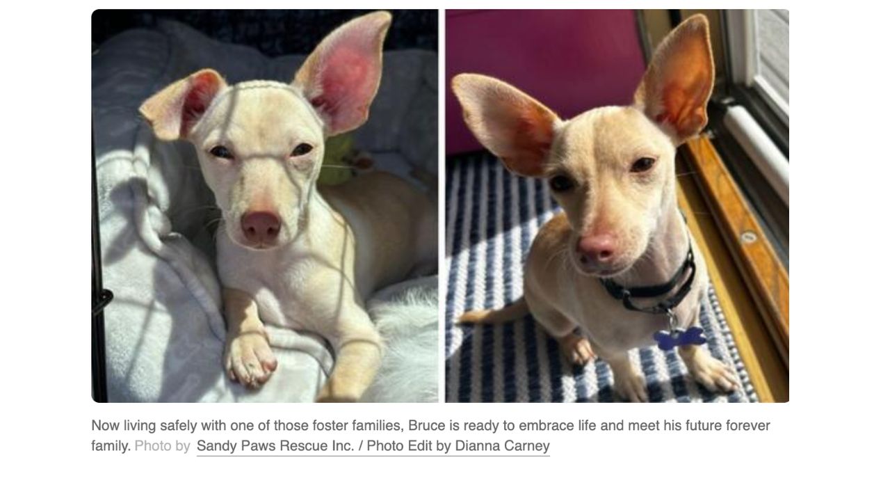 Meet Bruce The 6-Pound Puppy Saved From Euthanasia and Now Searching for His Forever Home (1)