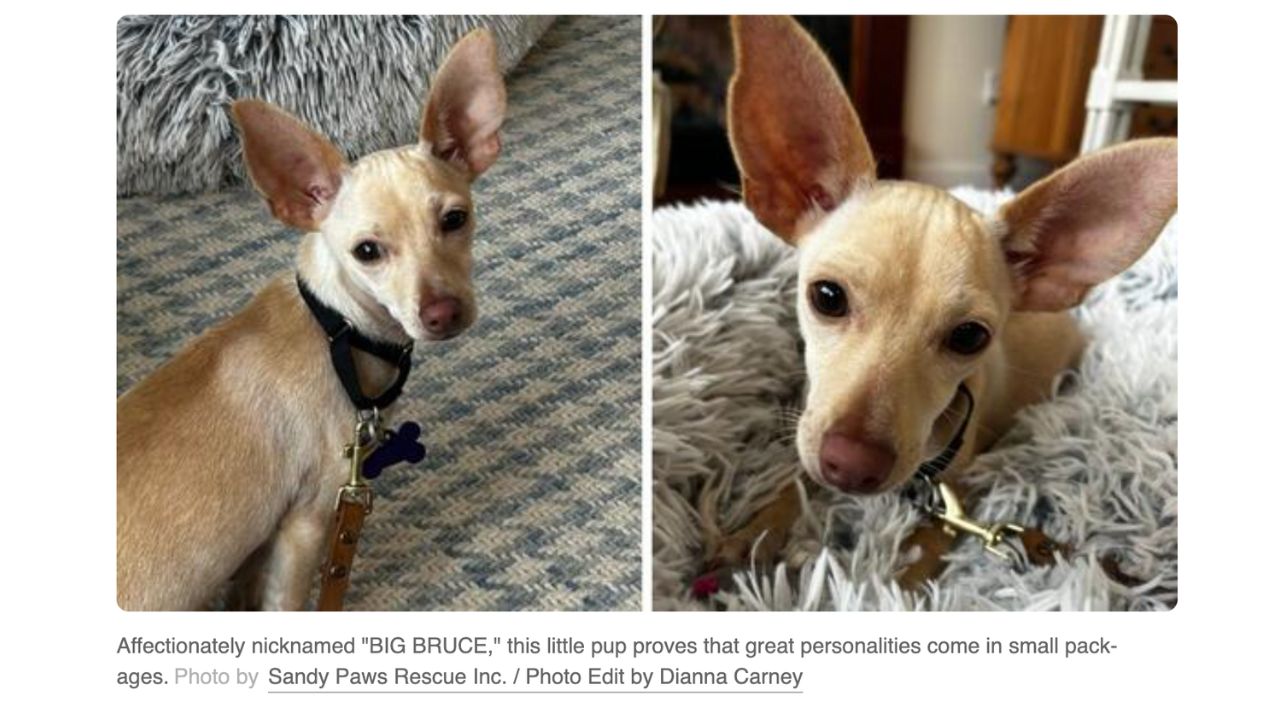 Meet Bruce The 6-Pound Puppy Saved From Euthanasia and Now Searching for His Forever Home (2)