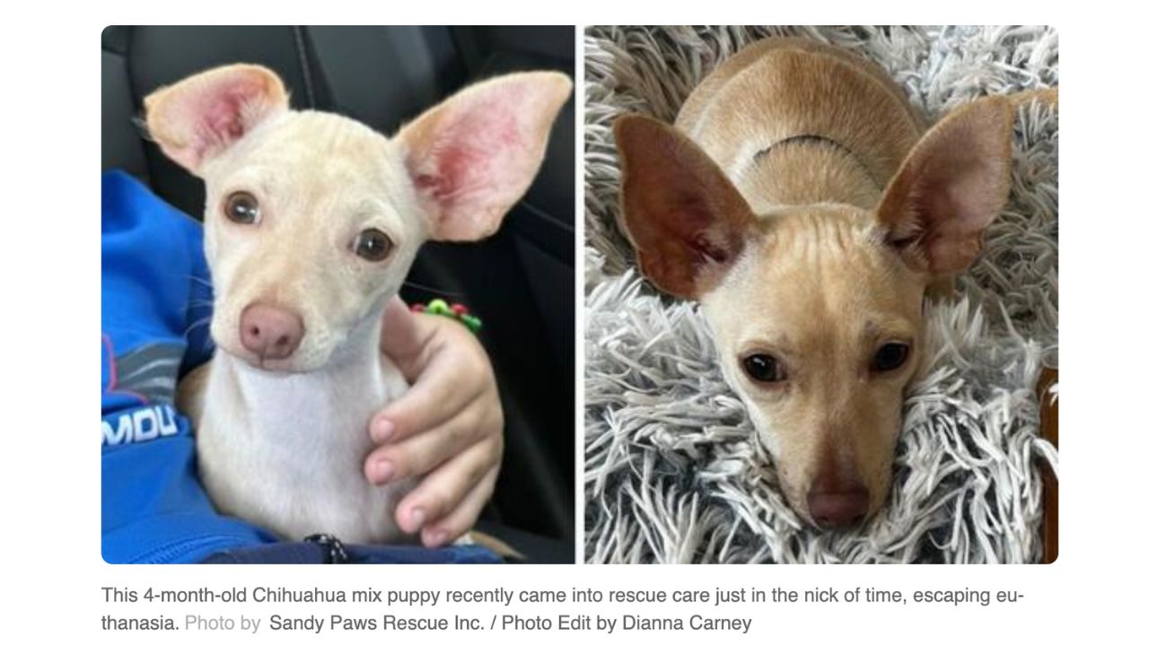 Meet Bruce: The 6-Pound Puppy Saved From Euthanasia and Now Searching for His Forever Home!