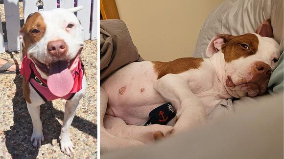 Meet Honey Peaches: The Sweet & Cuddly Young Dog Ready for Her Own Happy Ending