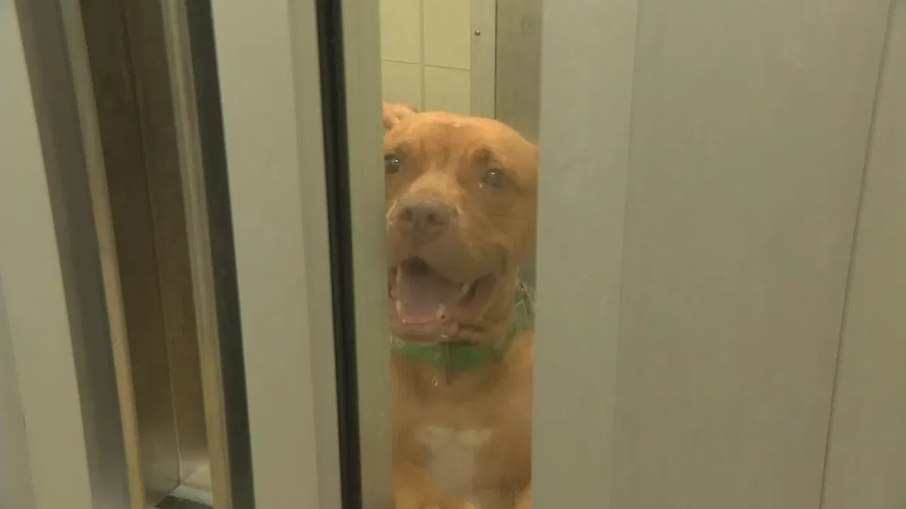 Over 20 Dogs Seized from Maryland Pet Daycare; Investigation Ongoing