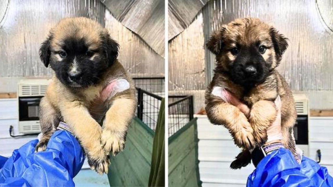 Puppy Rescue Alert: These Gentle Giants in Training Are Too Cute to Handle