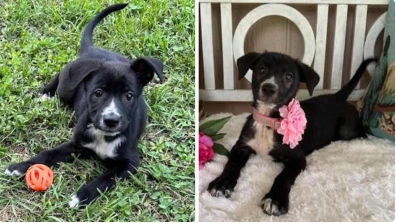 Resilient Pup Izzy Finds Hope After Rough Start, Now Ready for Forever Home