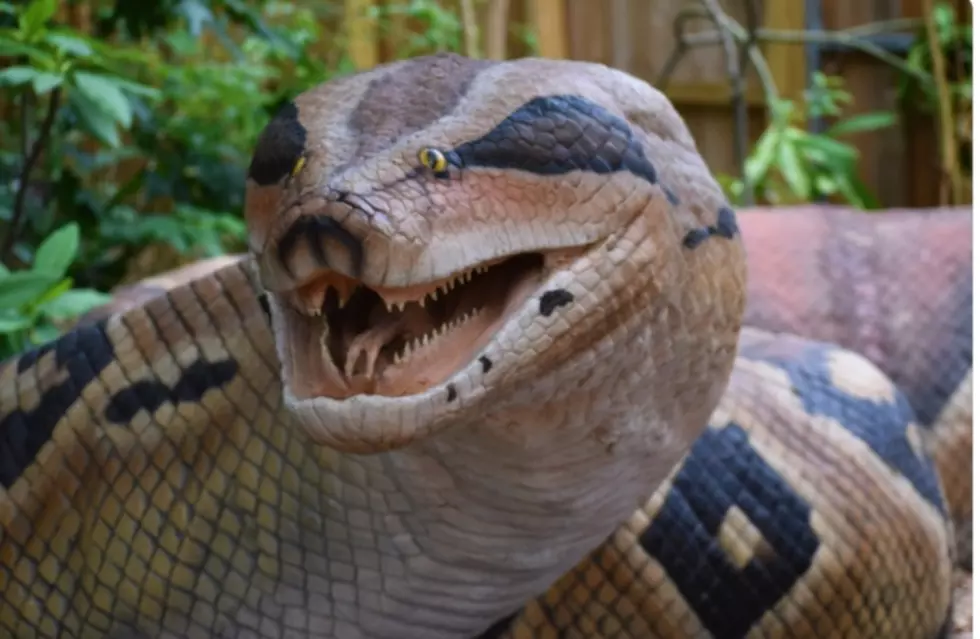 Snake Slaying in Dutchess County Under Investigation by New York DEC