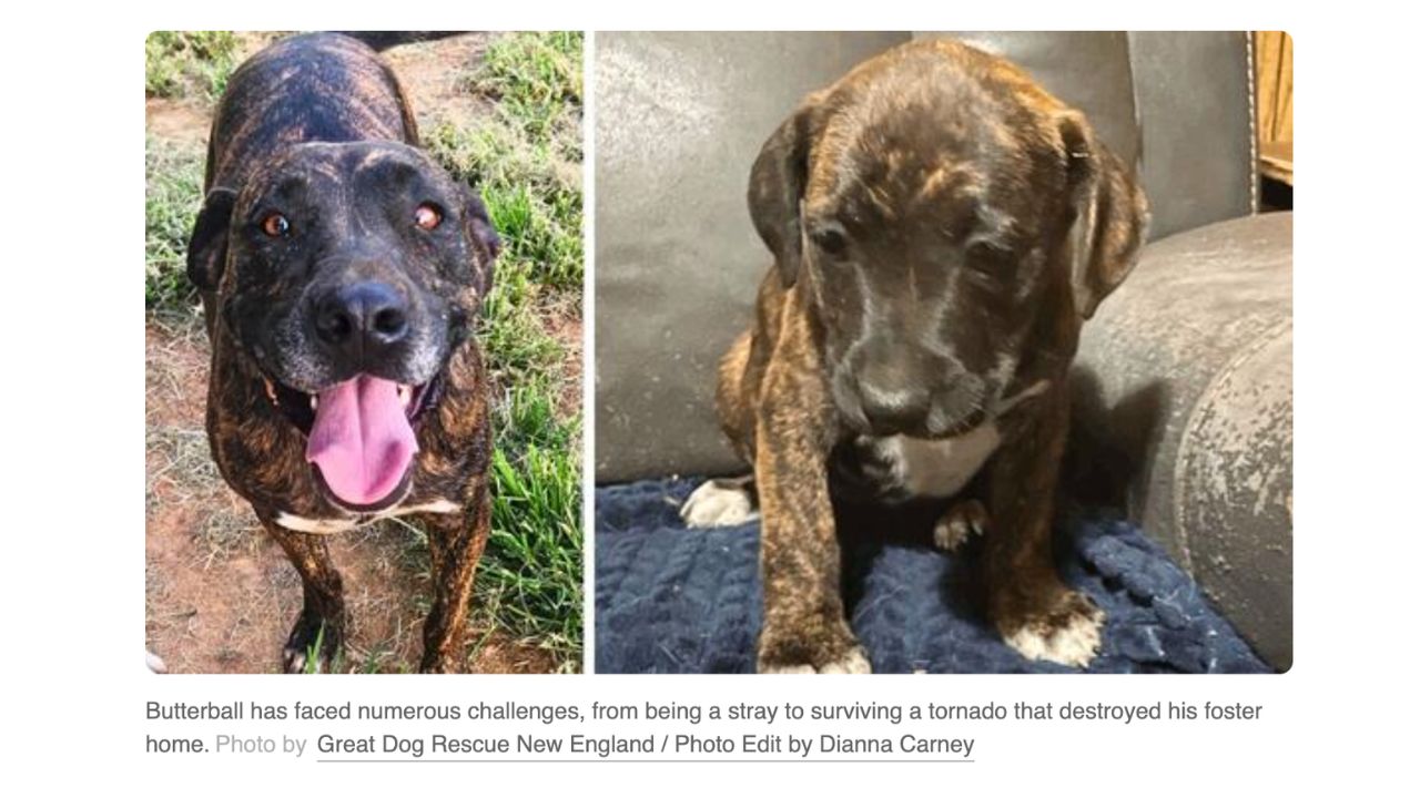 Sweet Pup Who Lost His Foster Home to a Tornado Now Longs for a Place to Call Home (1)