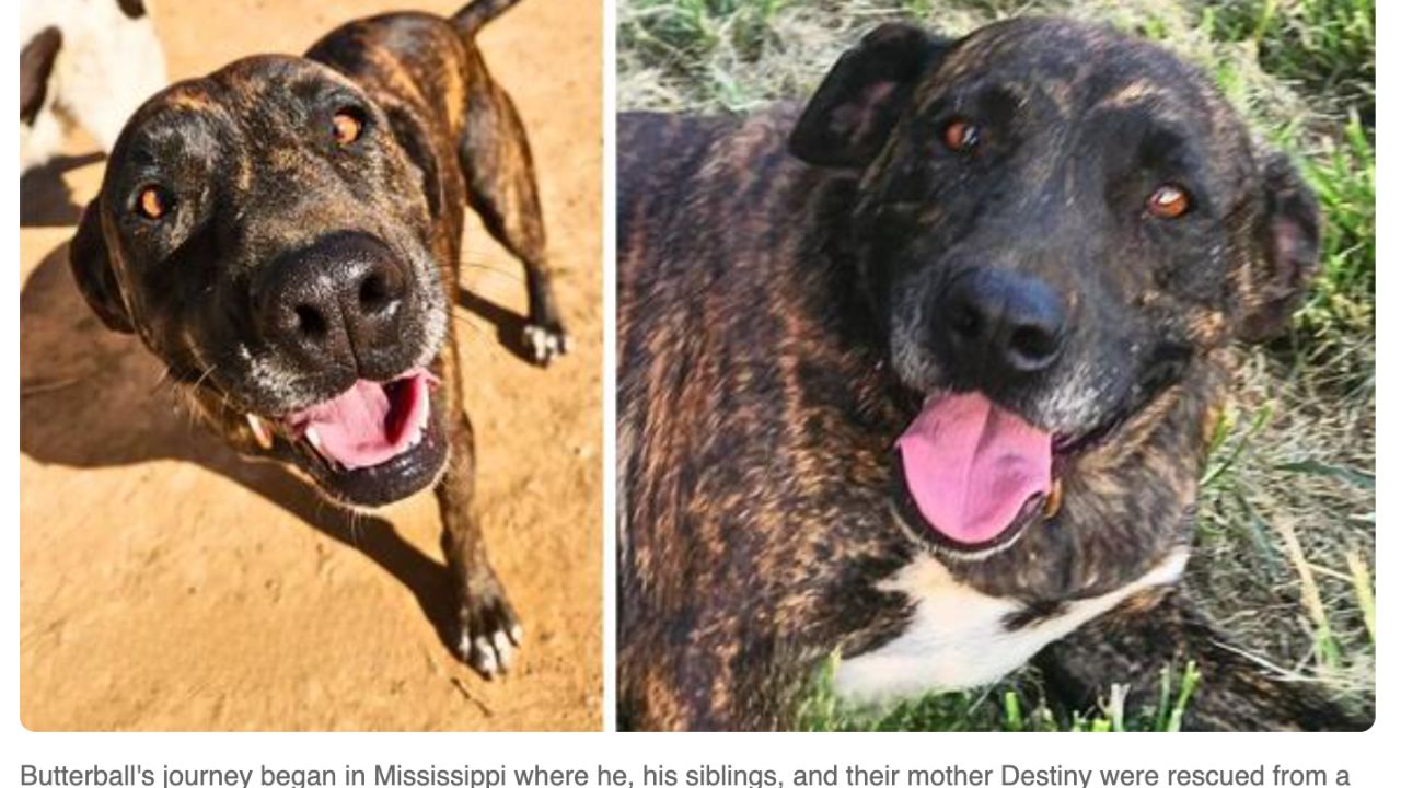 Sweet Pup Who Lost His Foster Home to a Tornado Now Longs for a Place to Call Home