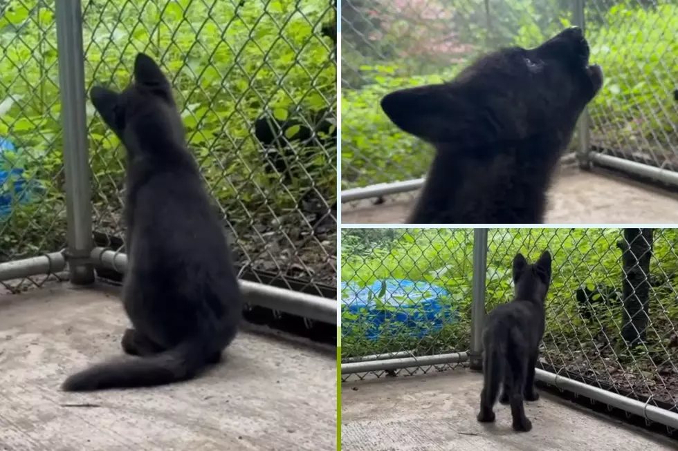 Watch Adorable Wolf Puppy Learn to Howl at New York’s Wolf Conservation Center