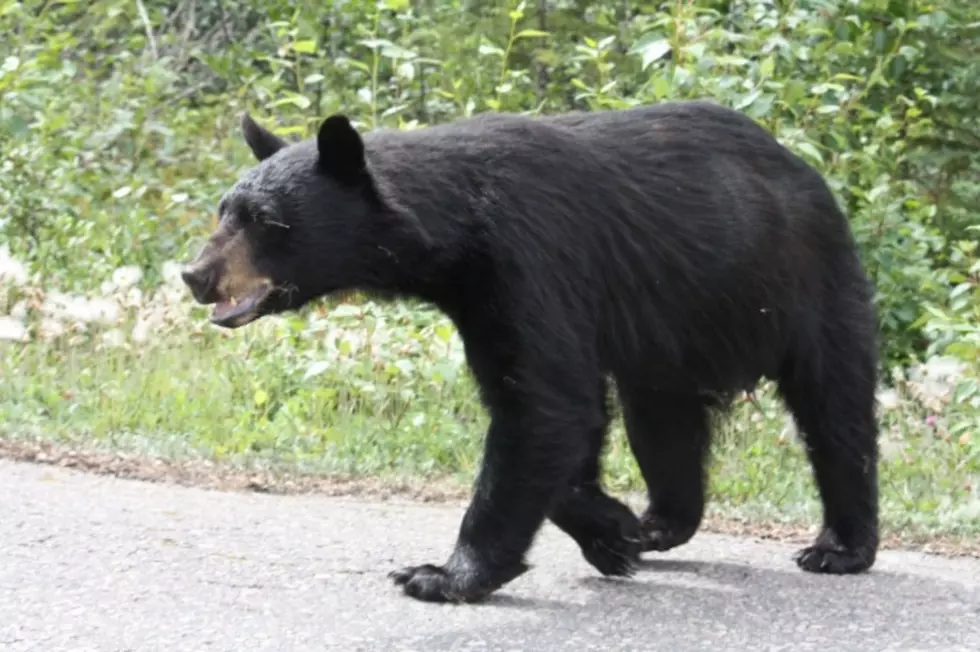 Bear Sighting Outside New York School Sparks Major Warning