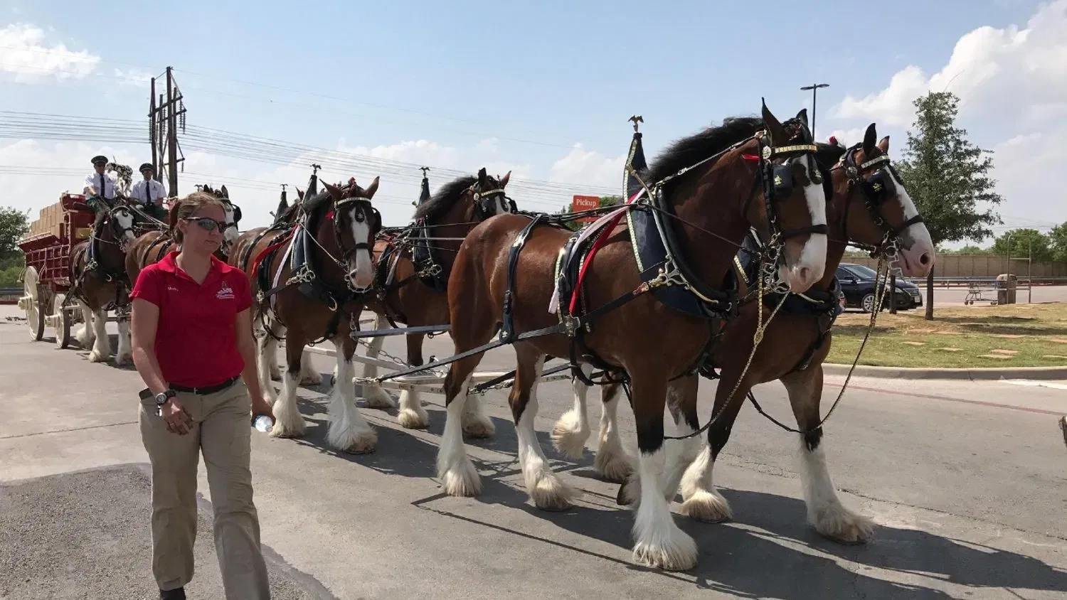 Budweiser Clydesdales Tour Portland-Vancouver Region in August with Folds of Honor