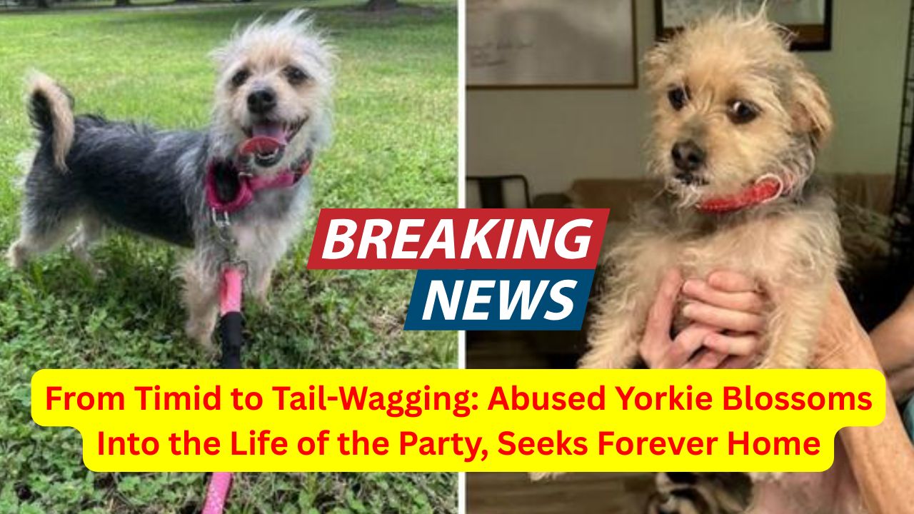 From Timid to Tail-Wagging: Abused Yorkie Blossoms Into the Life of the Party, Seeks Forever Home