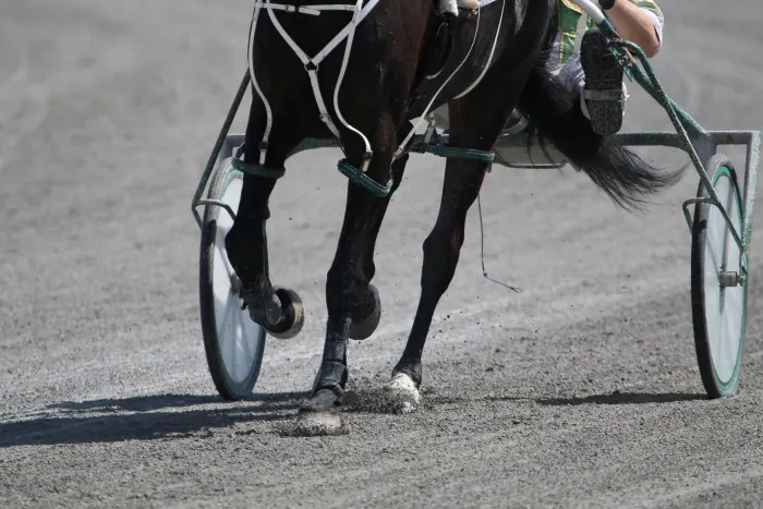 Harness Racing Trainer Sentenced to Prison for Fatal Horse Beating