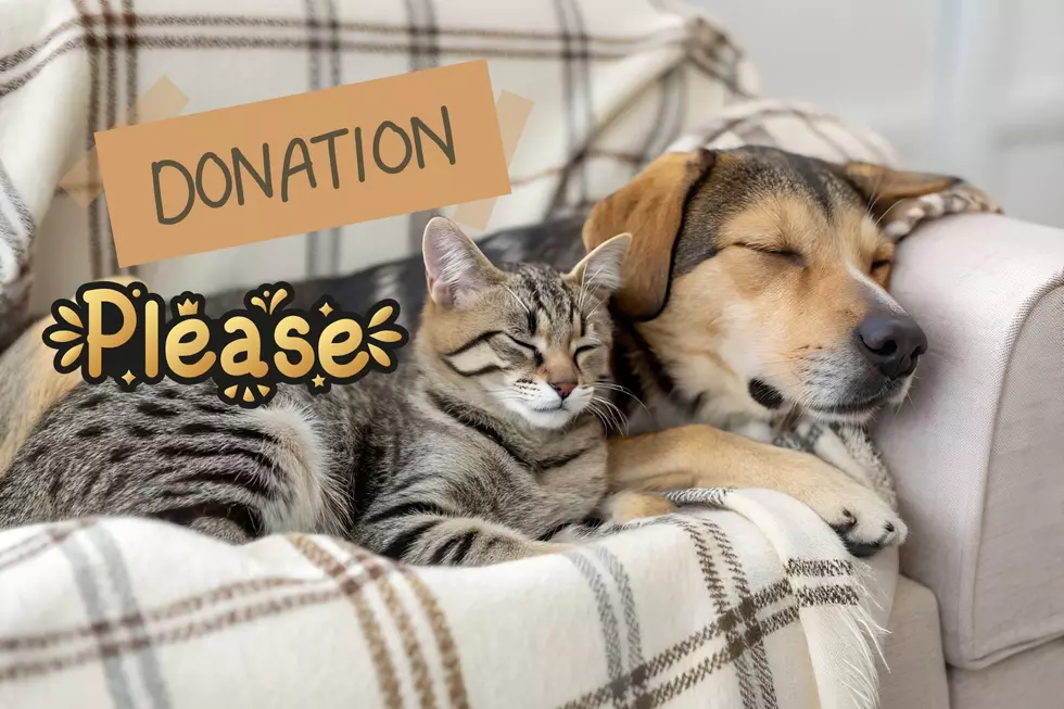 How You Can Help an Animal Shelter Right Now in the Hudson Valley