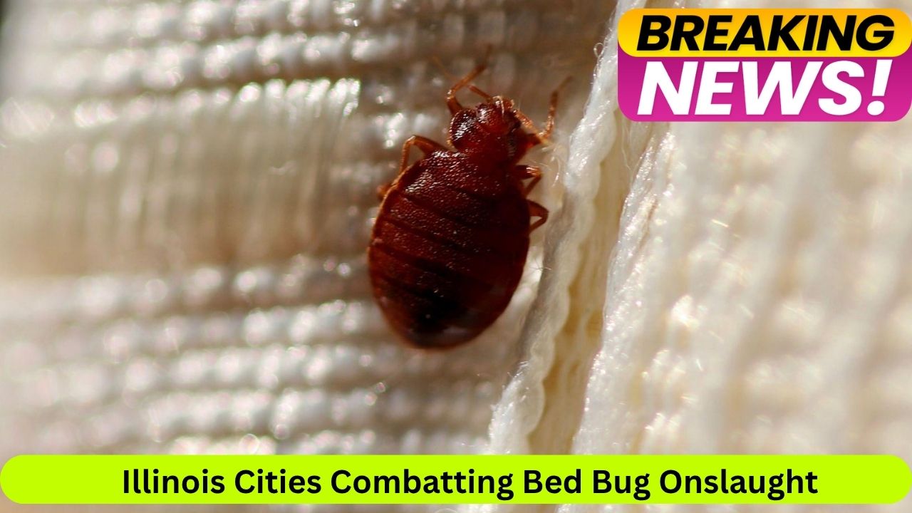Illinois Cities Combatting Bed Bug Onslaught