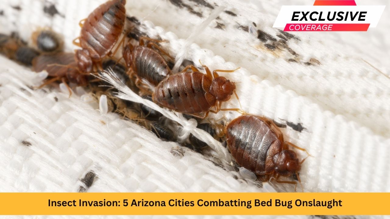Insect Invasion: 5 Arizona Cities Combatting Bed Bug Onslaught