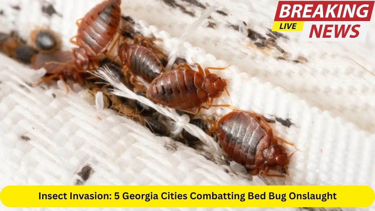 Insect Invasion: 5 Georgia Cities Combatting Bed Bug Onslaught