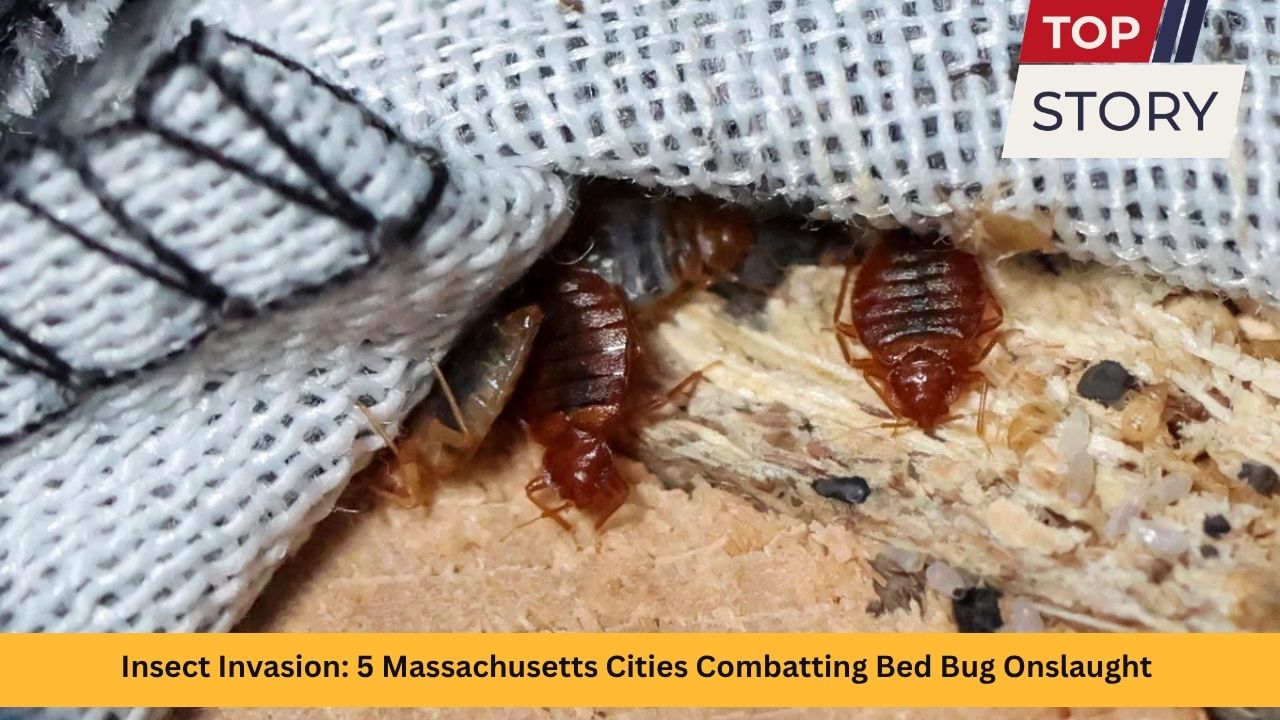 Insect Invasion: 5 Massachusetts Cities Combatting Bed Bug Onslaught