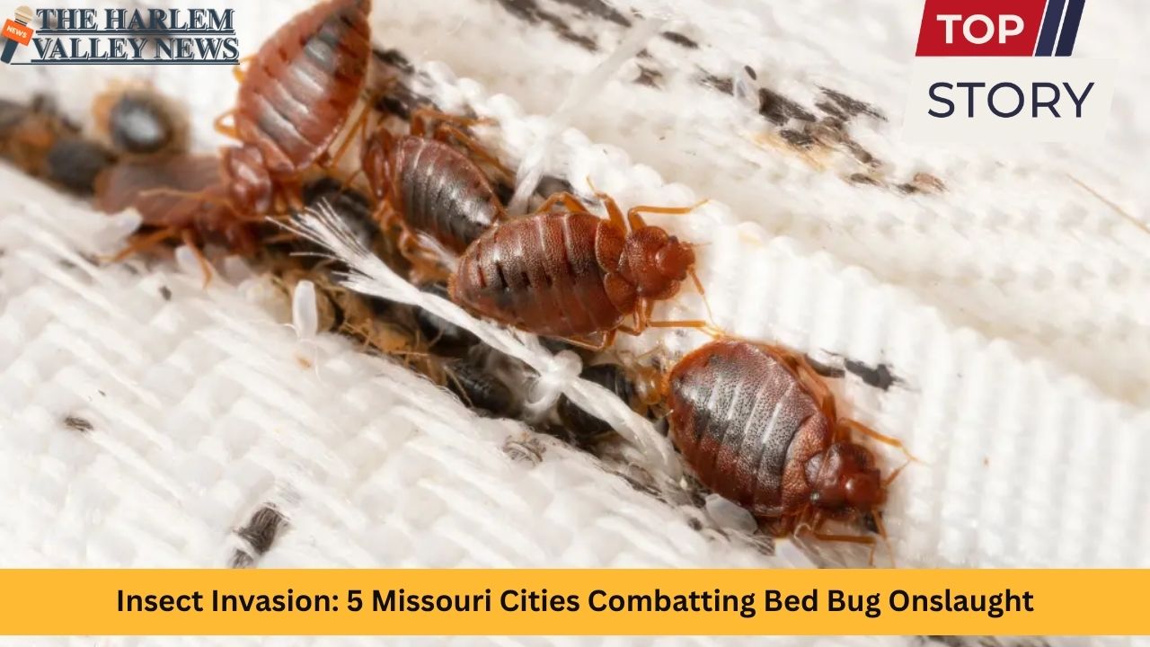 Insect Invasion: 5 Missouri Cities Combatting Bed Bug Onslaught