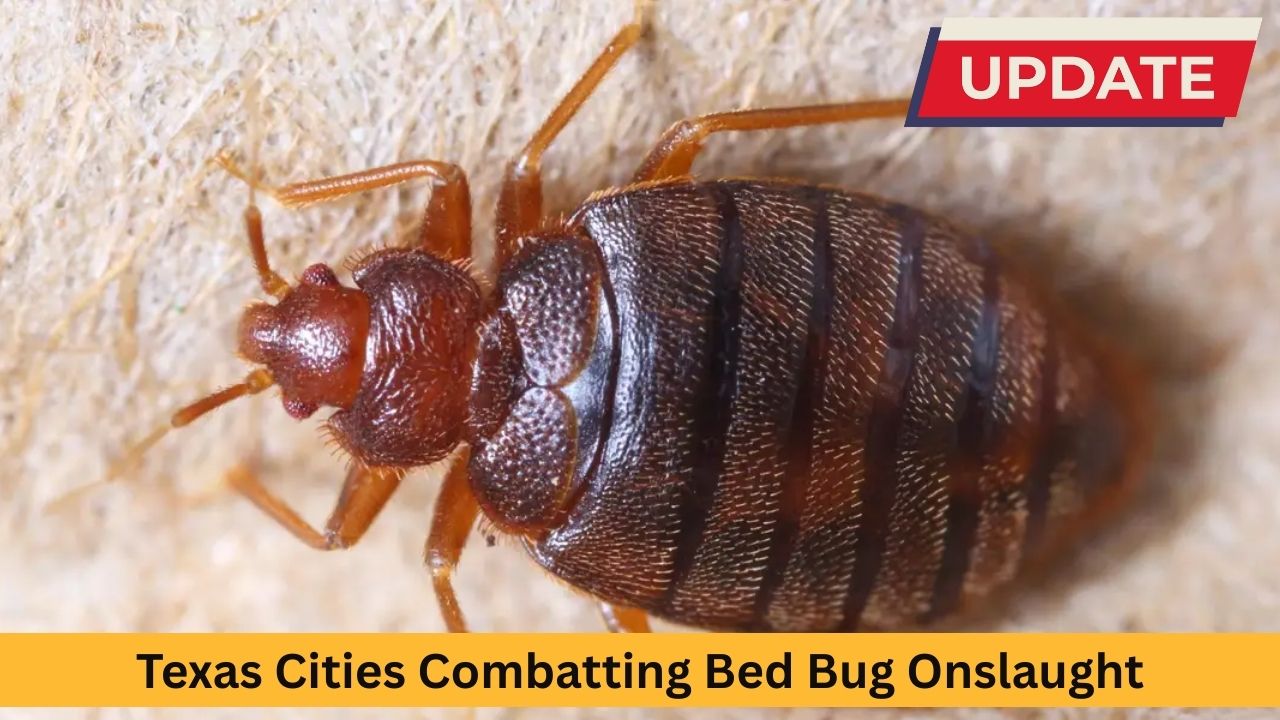 Insect Invasion: 5 Texas Cities Combatting Bed Bug Onslaught