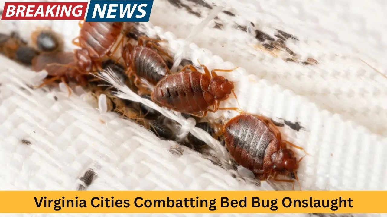 Insect Invasion: 5 Virginia Cities Combatting Bed Bug Onslaught
