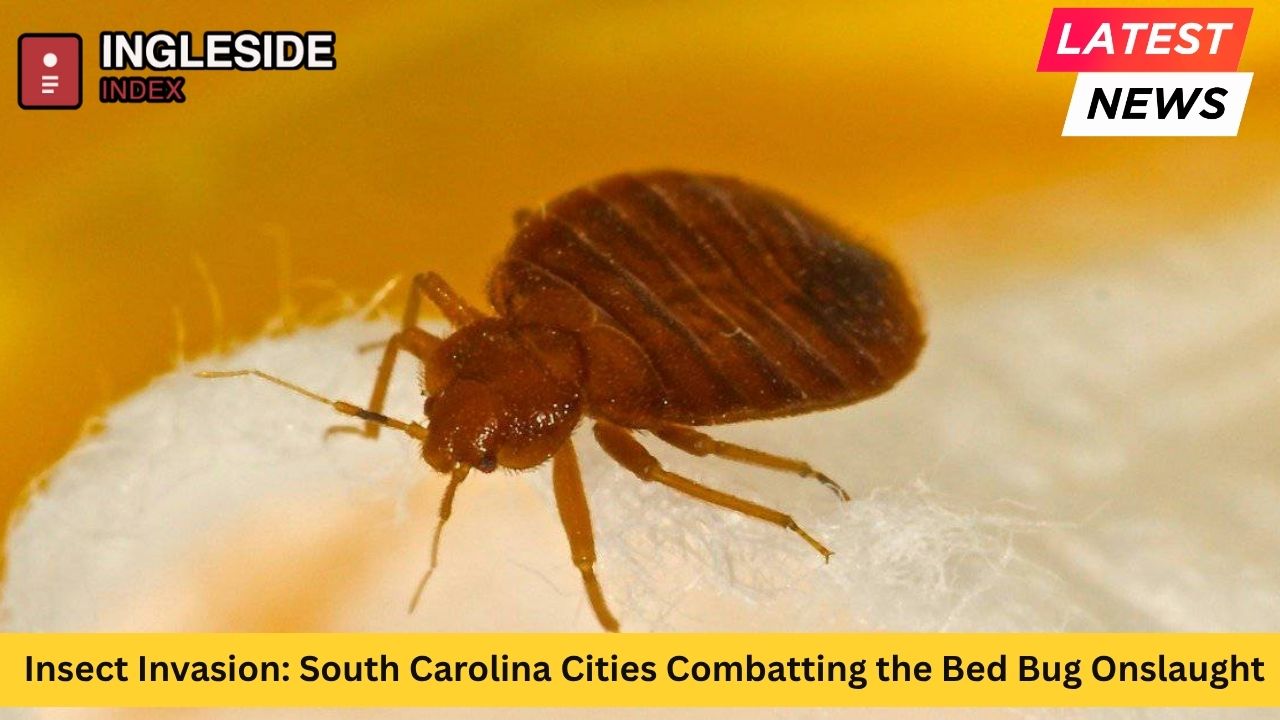 Insect Invasion: South Carolina Cities Combatting the Bed Bug Onslaught