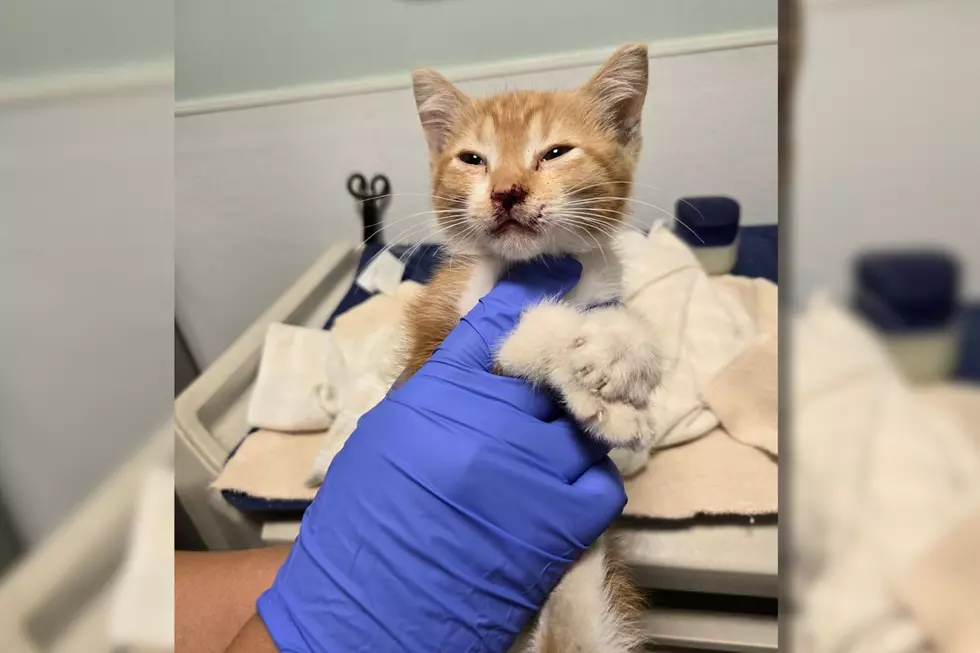 Investigation Underway After Injured Kitten Found on Hudson Valley Road