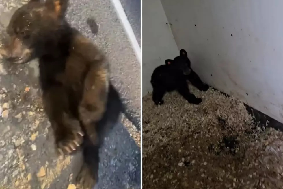 Pleasant Valley Bear Cub Struck by Car Now Recovering Thanks to Local Wildlife Heroes