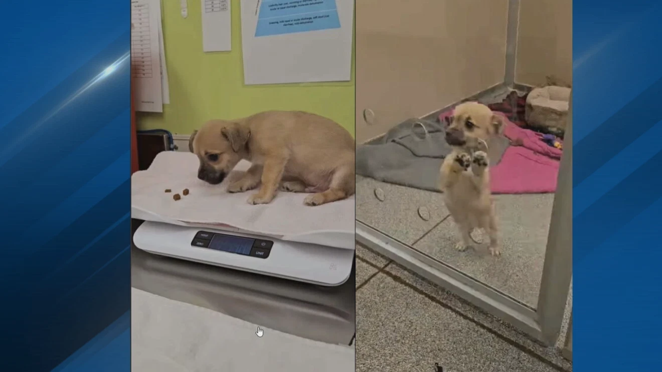 Puppy Saved from Fentanyl Overdose Now Recovering at Seattle Humane