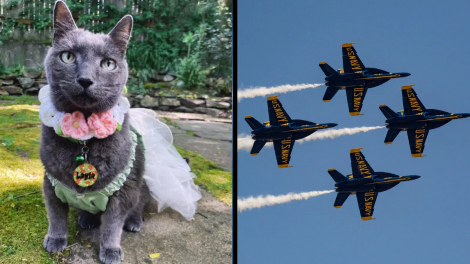 Seattle Woman Sues Blue Angels Over Jet Noise, Claims Sick Cat Died Traumatized — Then Was Blocked on Social Media