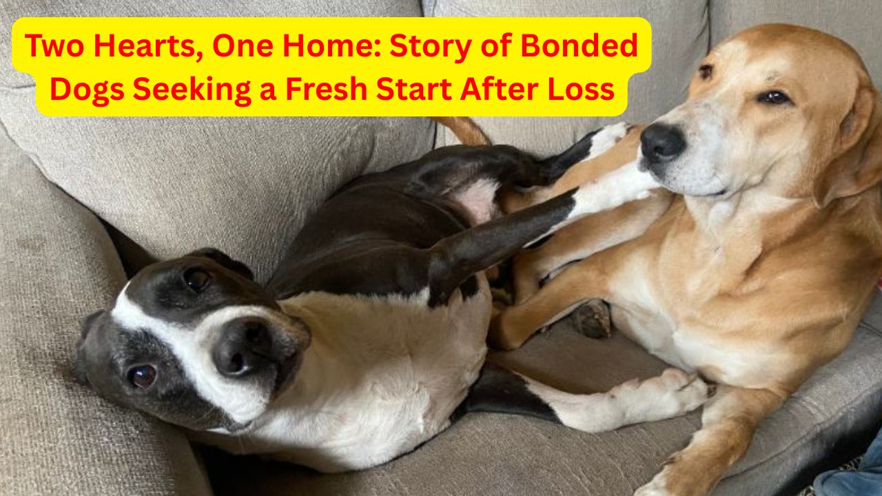 Two Hearts, One Home: The Inspiring Story of Bonded Dogs Seeking a Fresh Start After Loss