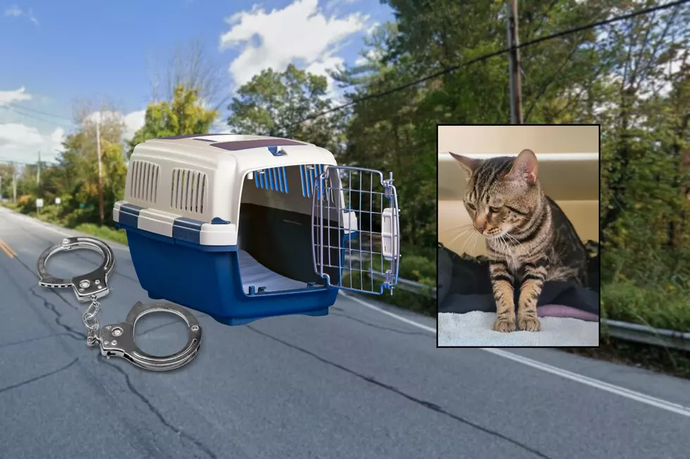 Woman Who Abandoned Cat in Hudson Valley Brought to Justice