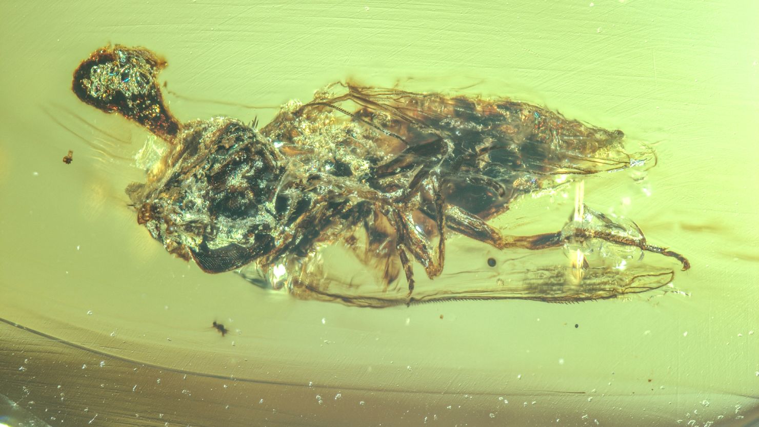 Zombie Fungus Found In 99-Million-Year-Old Amber; Infects Insects (For Now)