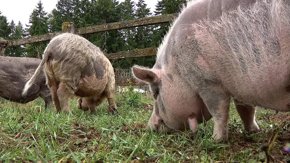 67 Animals Rescued from Severe Cruelty Case in Thurston County