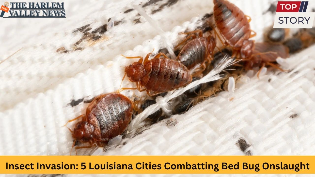 Insect Invasion: 5 Louisiana Cities Combatting Bed Bug Onslaught