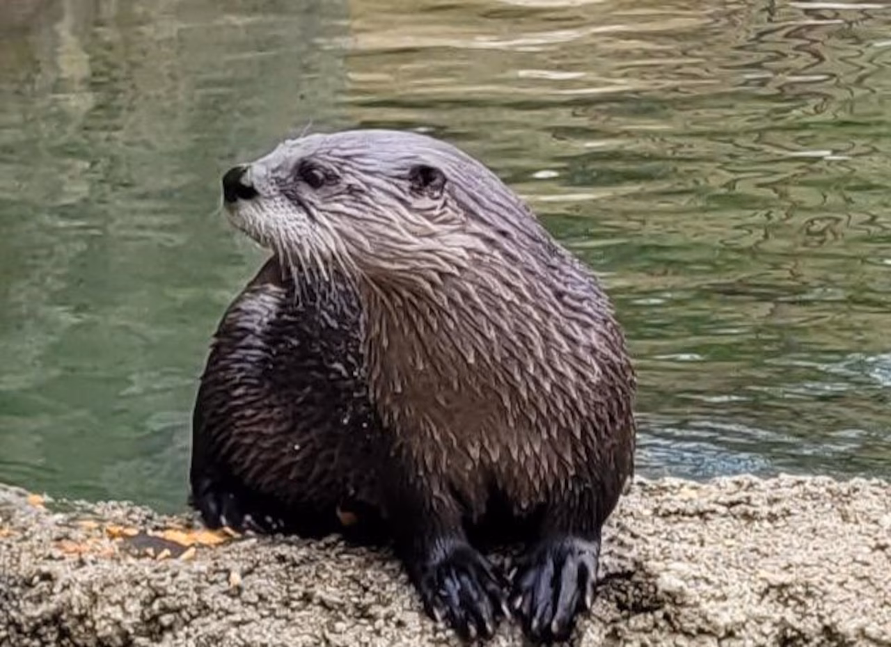Mother Sues Port of Bremerton After Toddler Attacked by River Otter at Marina