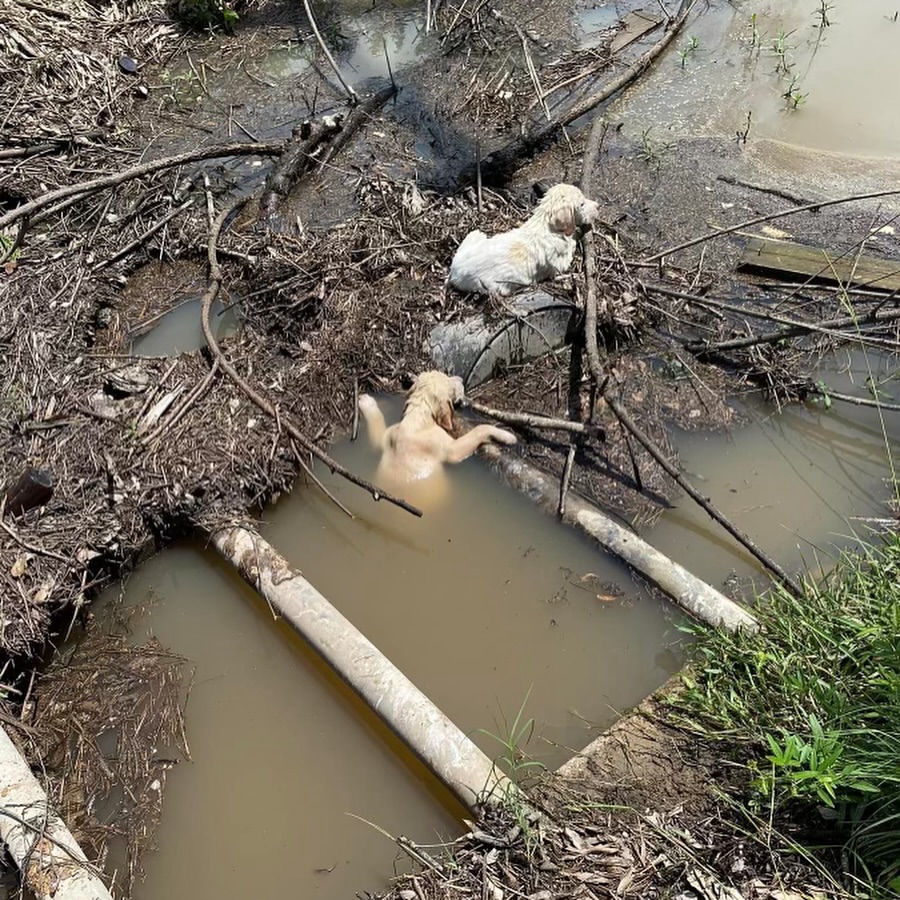 New York Good Samaritan Saves Puppies Abandoned in Stream
