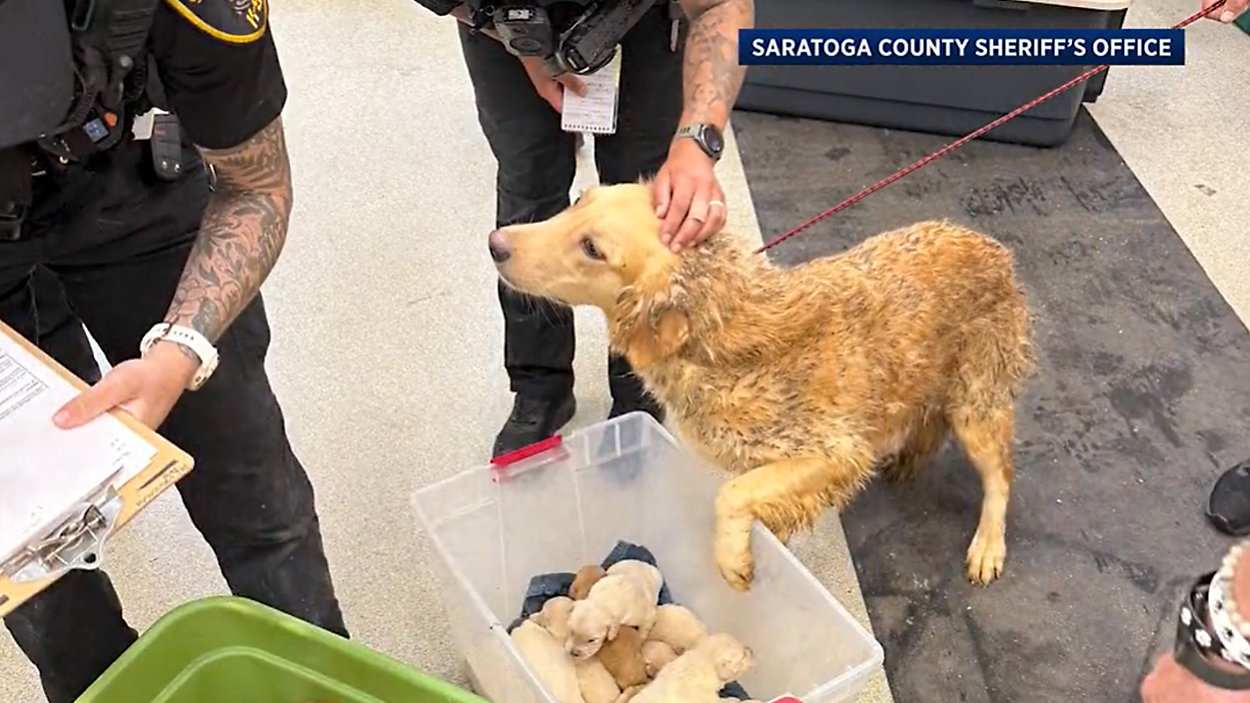 Saratoga County Moves to Establish Animal Abuse Registry After Shocking Case