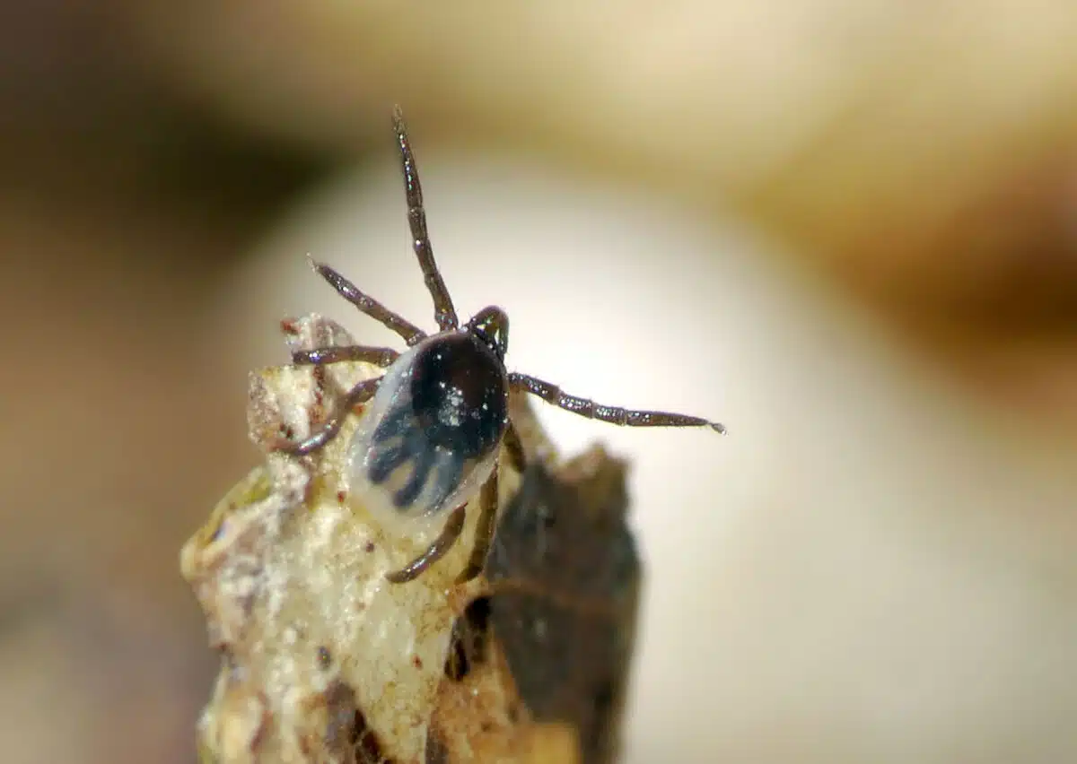 Ticks Carrying Deadly Babesiosis Spreading Into Mid-Atlantic, Experts Warn