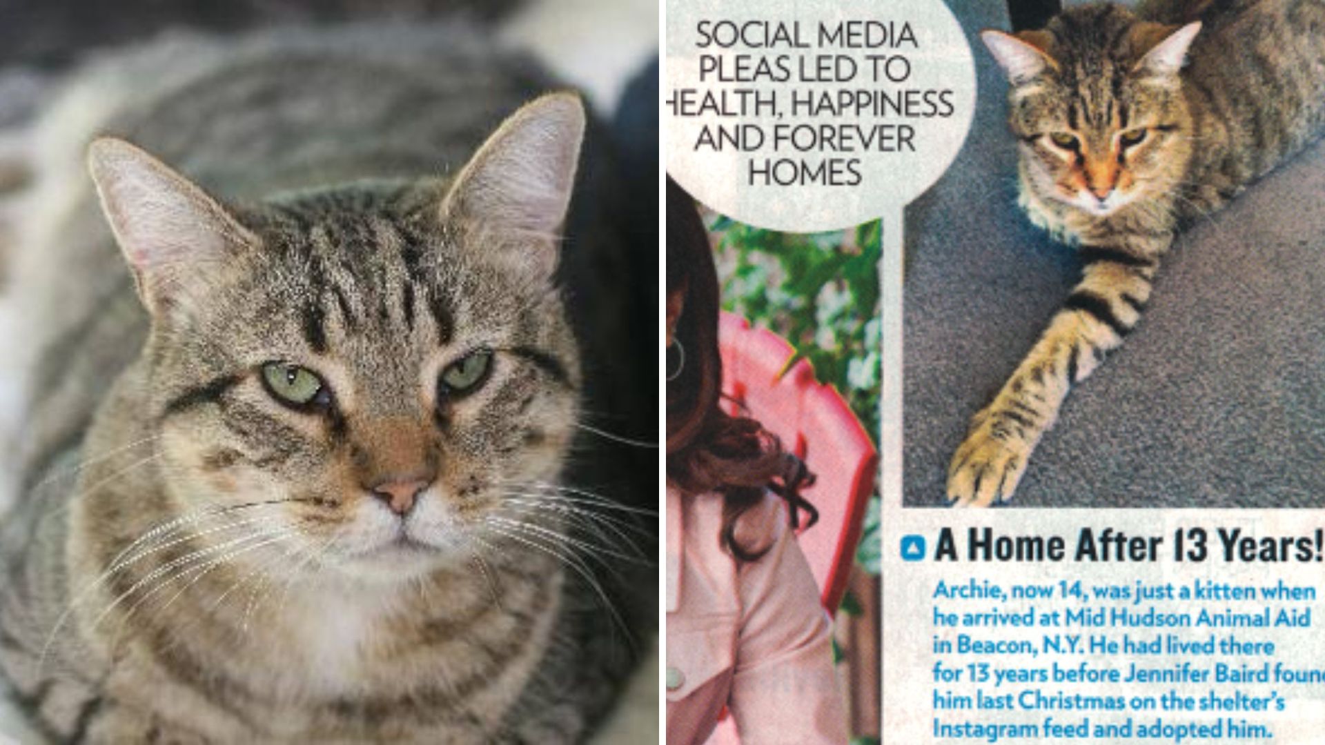 After 13 Years, NY Shelter Cat Who Helped Others Find Homes Finally Gets His Miracle