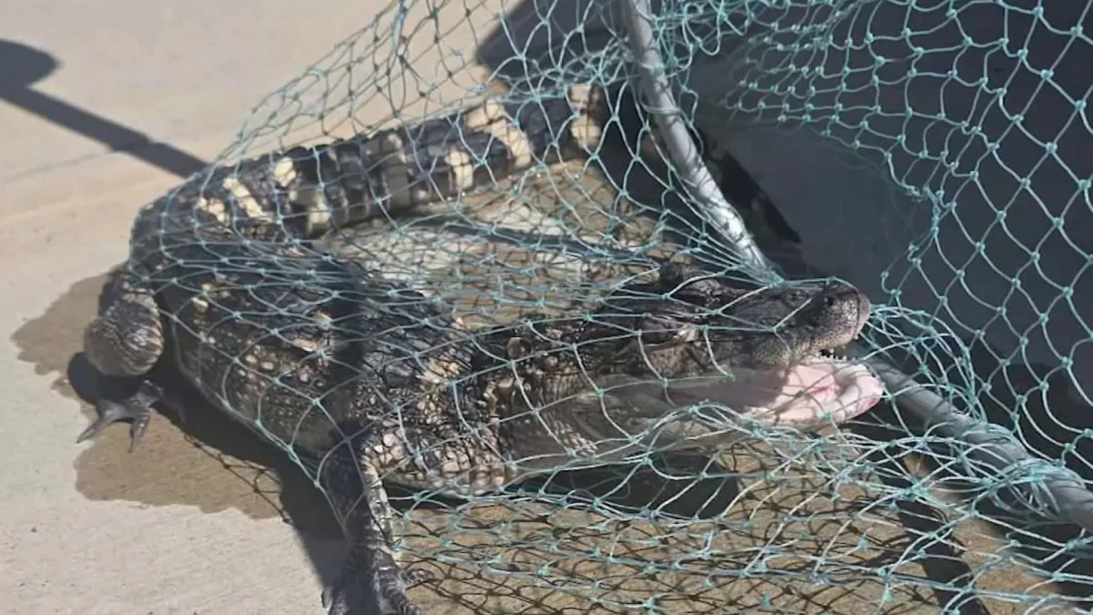 Alligator Caught in Washington Channel at The Wharf